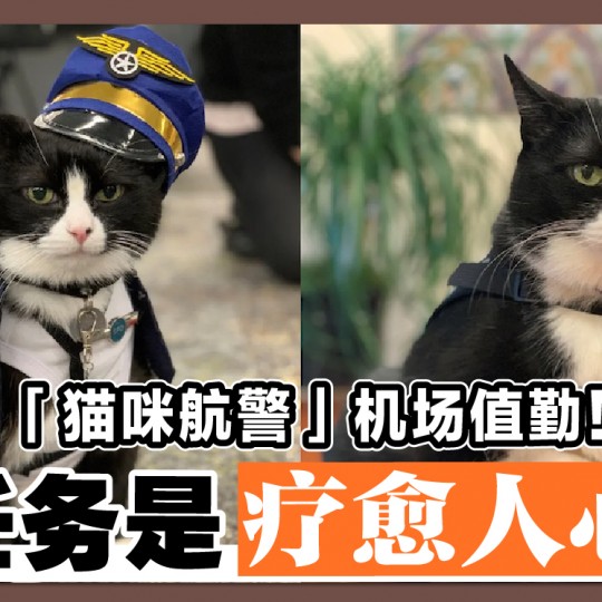 「猫咪航警」机场值勤！ 任务是疗愈人心