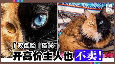 「双色脸」猫咪 开高价主人也不卖！