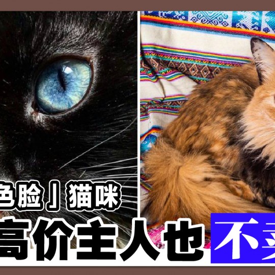 「双色脸」猫咪 开高价主人也不卖！