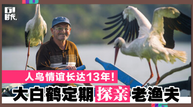 人鸟情谊长达13年！大白鹤定期探亲老渔夫