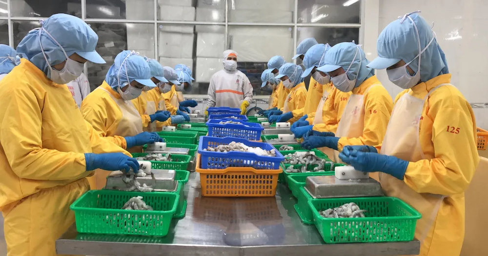 fish_articles_processing_seafood-processing-vietnam-shrimp copy