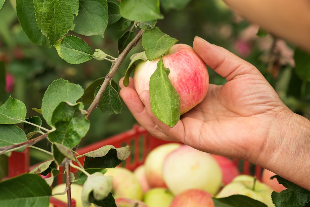 picking-peaches