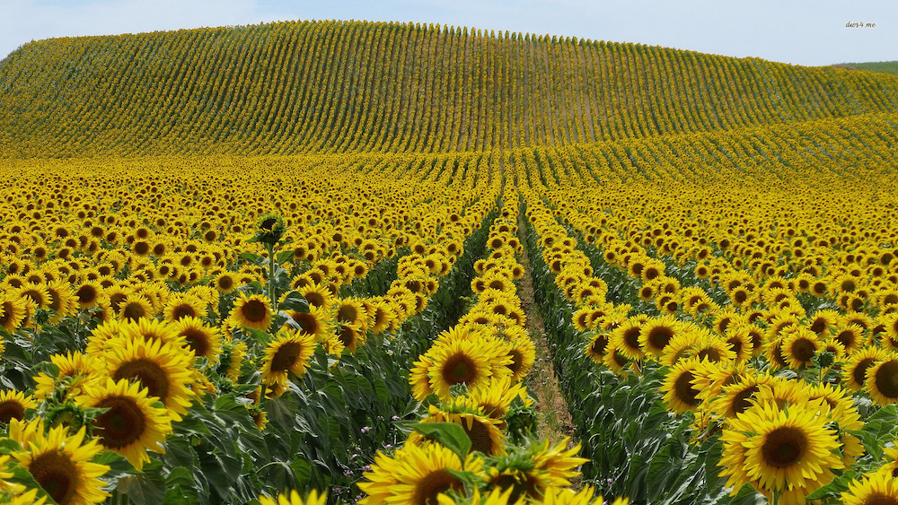 sunflower-field-4