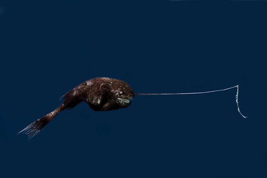 whipnose-anglerfish-female-r-leptonema-dant-fenolio